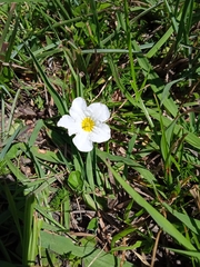 Nierembergia rivularis