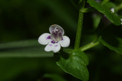 Clinopodium brownei