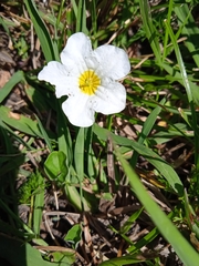 Nierembergia rivularis
