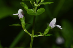 Clinopodium brownei