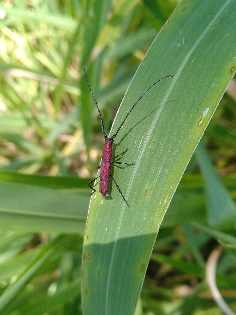 Ceralocyna