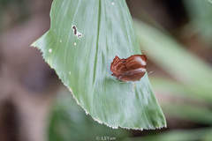 Abisara saturata kausambioides