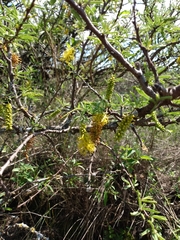 Prosopis torquata