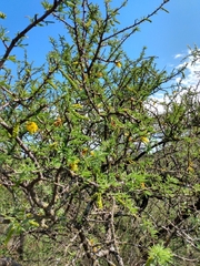 Prosopis torquata
