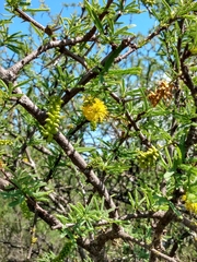 Prosopis torquata