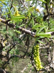 Prosopis torquata