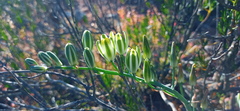 Albuca caudata