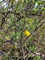 Prosopis torquata
