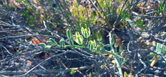 Albuca caudata