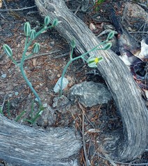 Albuca caudata