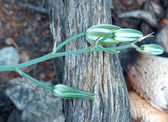 Albuca caudata