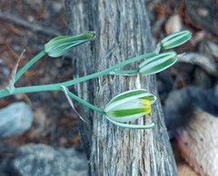 Albuca caudata