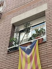 Kalanchoe × houghtonii