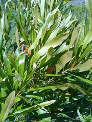 Pouteria salicifolia