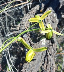 Albuca acuminata