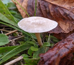 Clitocybe agrestis