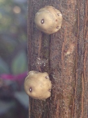 Ceroplastes cirripediformis