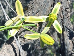 Albuca acuminata