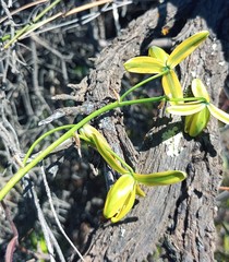 Albuca acuminata