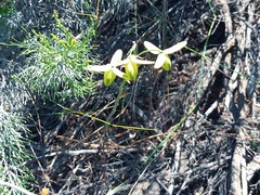 Albuca acuminata