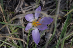 Crocus thomasii