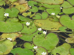 Nymphoides hydrophylla
