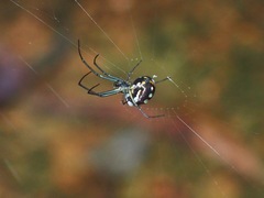 Leucauge argentina