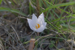 Crocus thomasii