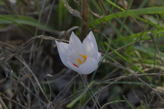 Crocus thomasii