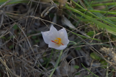Crocus thomasii