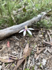 Caladenia moschata