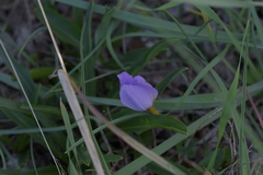 Crocus thomasii