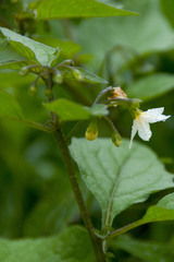 Solanum nigrum nigrum