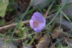 Crocus thomasii