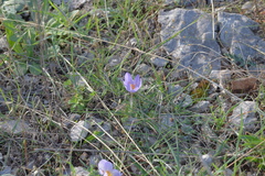 Crocus thomasii