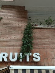 Mesembryanthemum cordifolium