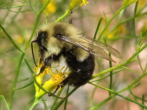 Bombus image
