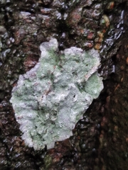 Lecanora expallens