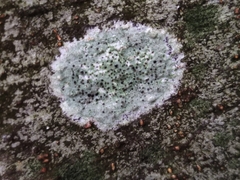 Lecanora expallens