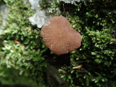 Pluteus podospileus