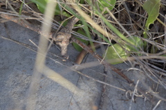 Acanthoiulus fuscipes