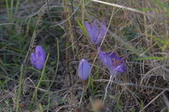 Crocus thomasii