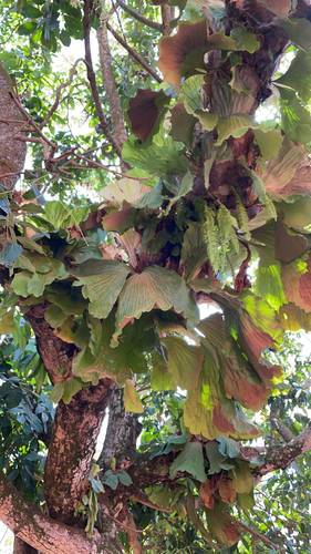 Angola staghorn fern