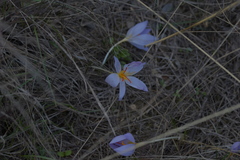 Crocus thomasii