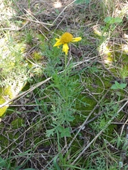 Gaillardia megapotamica