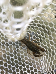 Cambarus latimanus