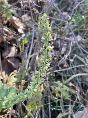 Teucrium canadense canadense