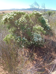 Agathosma bisulca