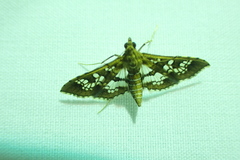 Sameodes