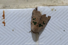 Xenochroa chlorostigma